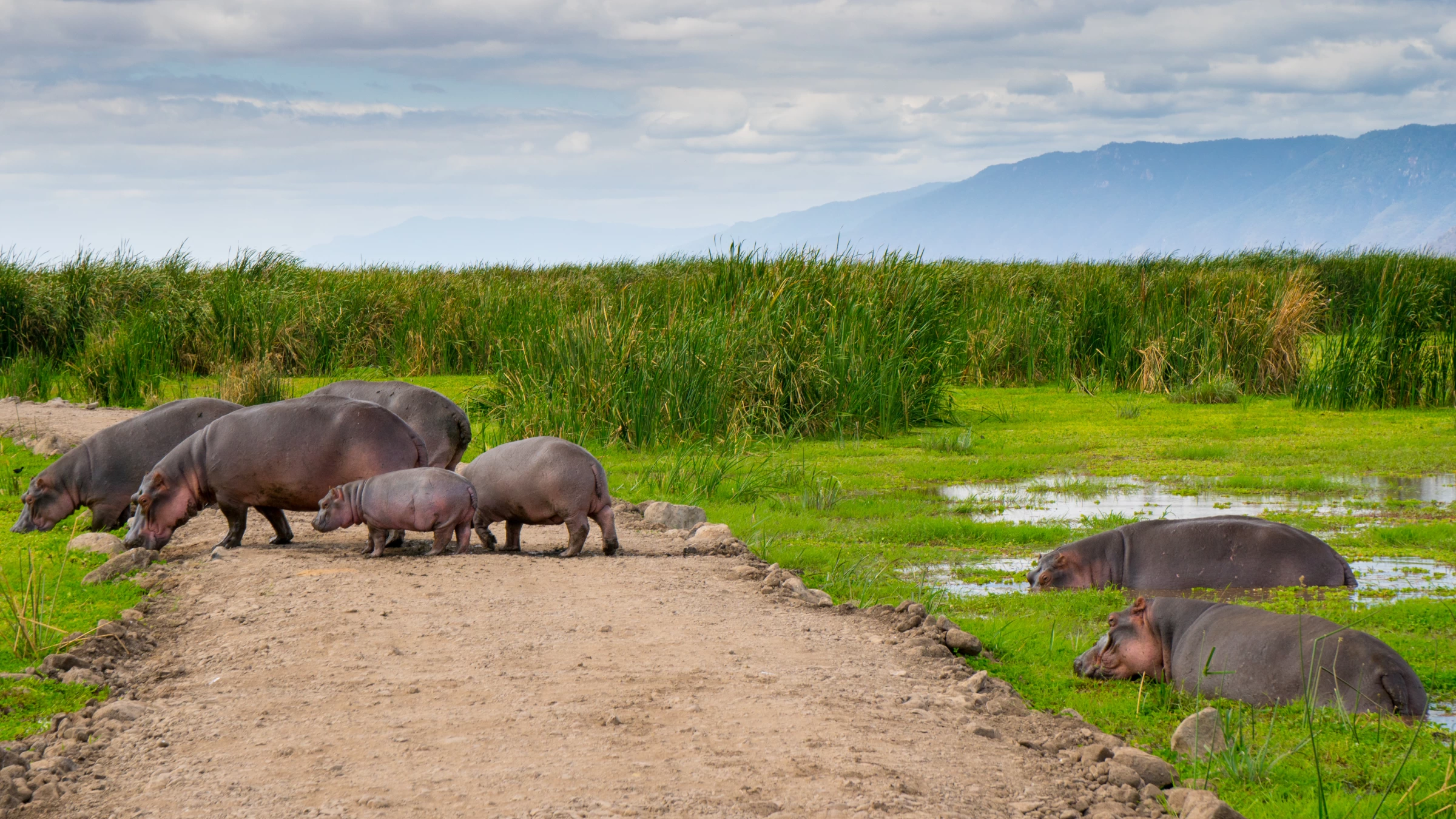 TANZANIE - OSTROV ZANZIBAR A SAFARI V NÁRODNÍCH PARCÍCH