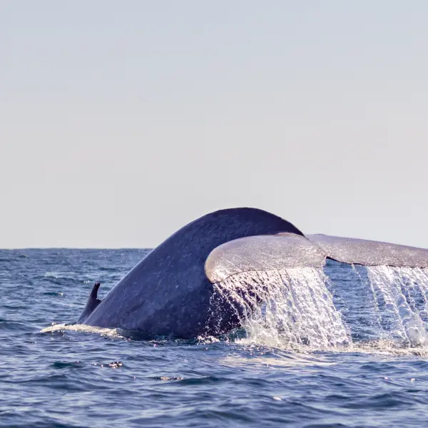 Možnost sledování velryb, Azorské ostrovy