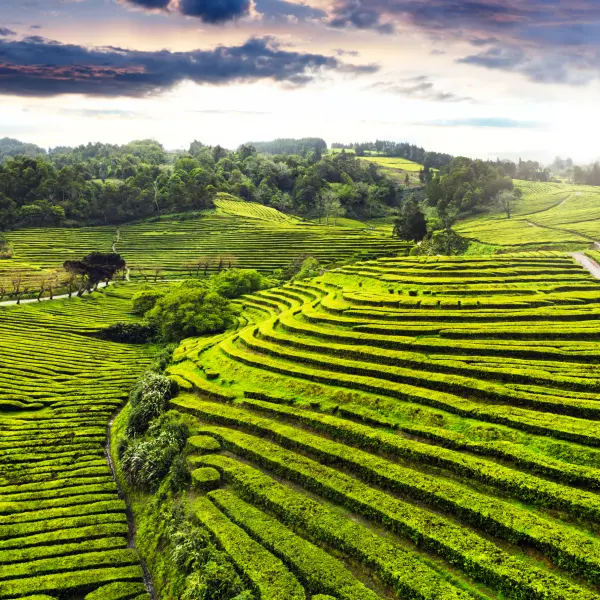 Úchvatné čajové plantáže, Sao Miguel, Azorské ostrovy