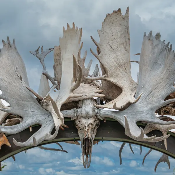 Brána z lososích parohů, Fairbanks, Aljaška