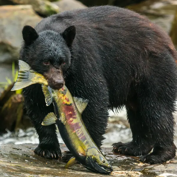 Medvěd Černý na lovu lososů, Aljaška