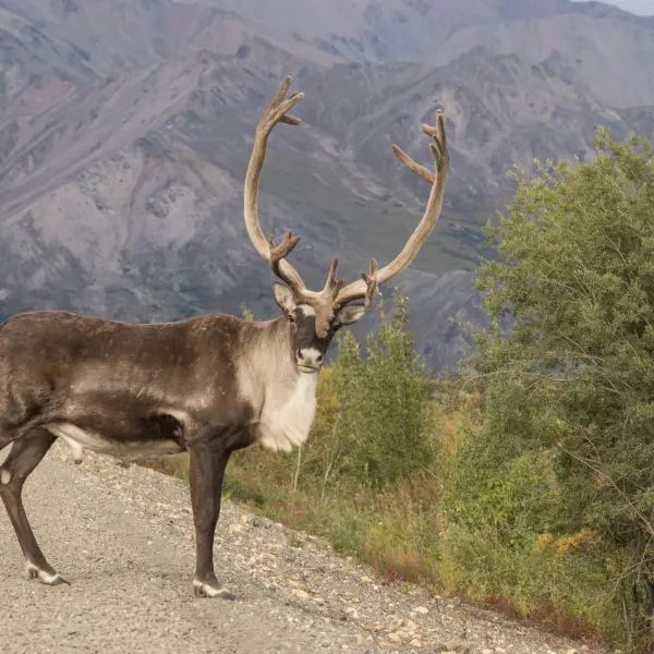 Polární sob Karibu na cestě v Denali N.P., Aljaška