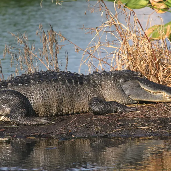 Překrásný slunící se aligátor, Florida, USA