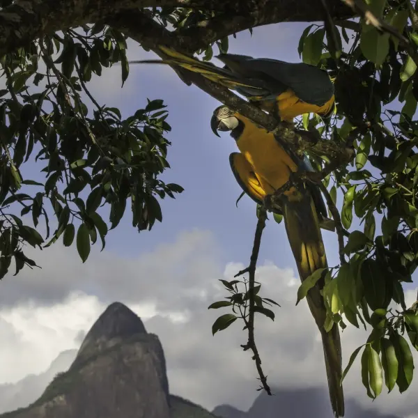 Ara ararauna, Brazílie