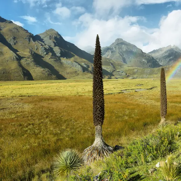Největší bromélie světa, Huascarán, Peru