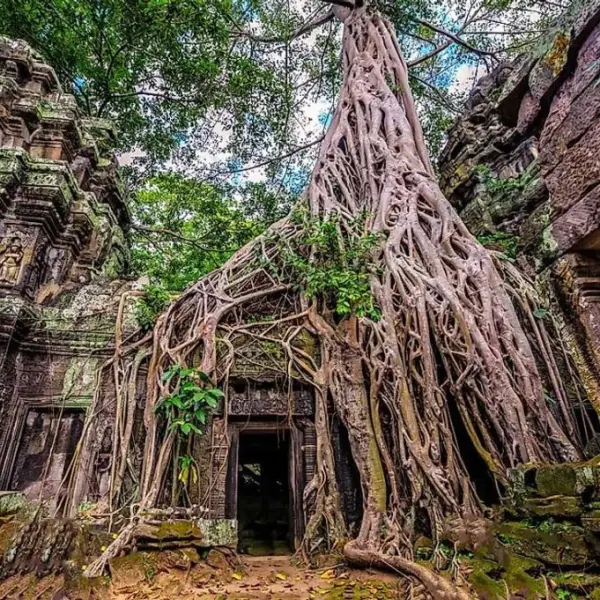 Chrám Ta Prohm v Angkoru, Kambodža