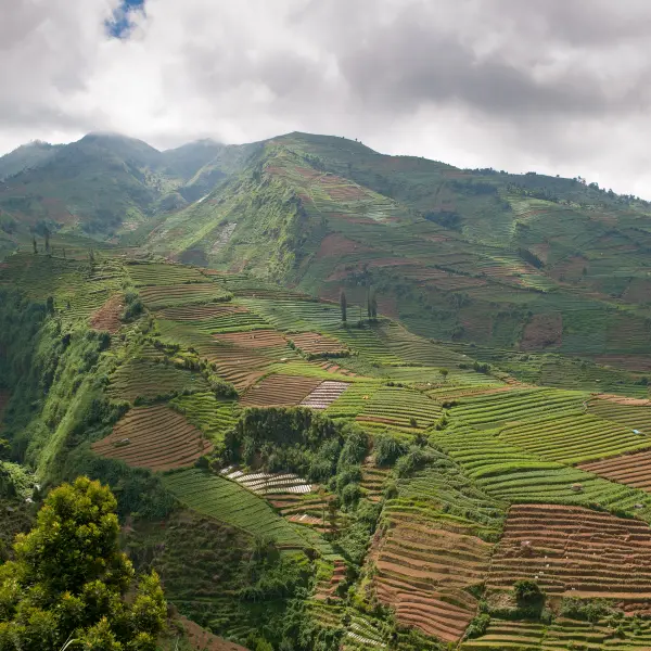 Bujná rýžová políčka, Dieng, Jáva, Indonésie