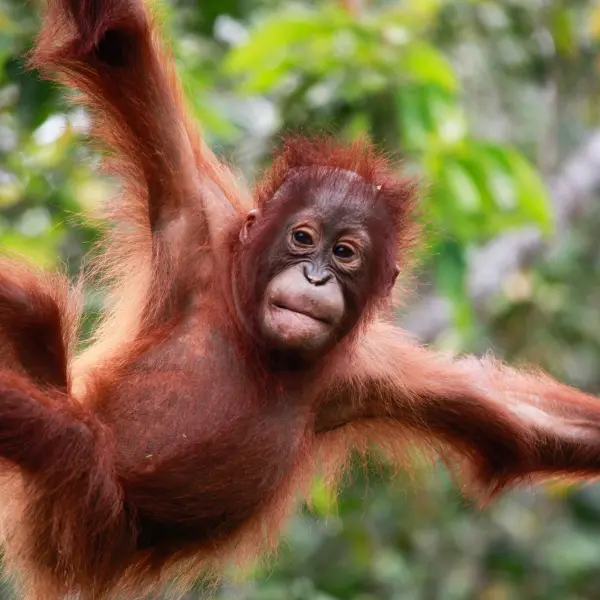 Mládě orangutana, N.P. Tanjung Putting, Indonésie