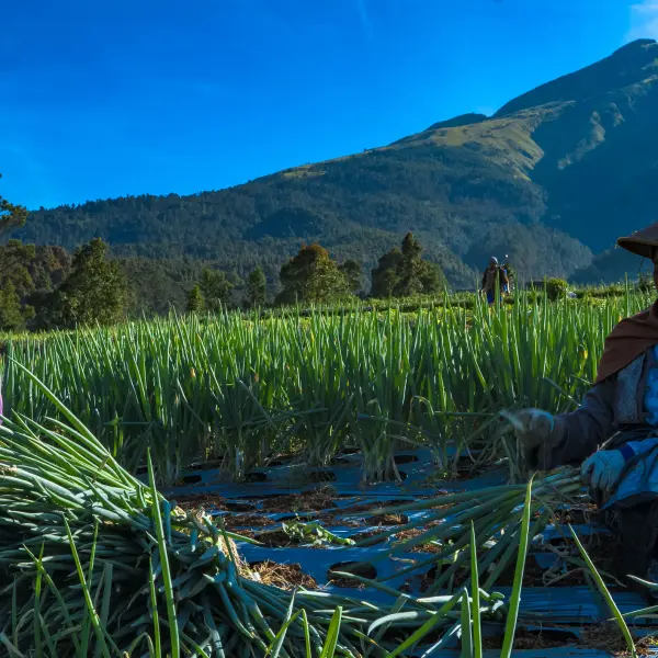 Sklizeň jarní cibulky,Magelang, Indonésie