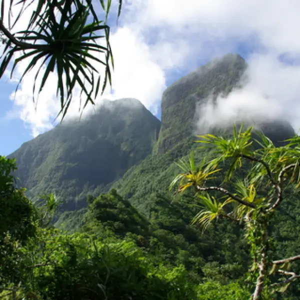 Mlžná džungle na ostově Moorea, Francouzská Polynésie