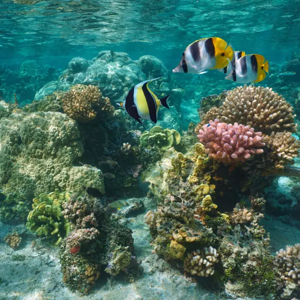 Krásy podmořského světa, korálový útes, Bora Bora, Francouzská Polynésie