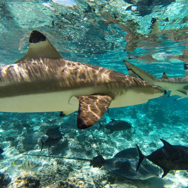 Možnosti plavání se žraloky, Moorea, Francouzská Polynésie