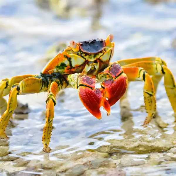 Pestrobarevný krab, Bora Bora, Francouzská Polynésie