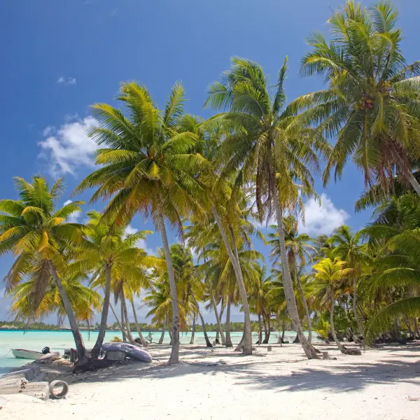 Palmy na pláži na Bora Bora, Francouzská Polynésie