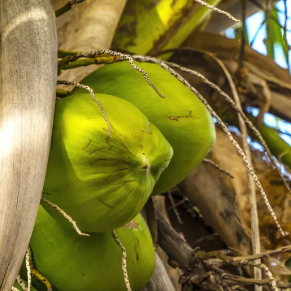 Zatím zelený kokos, Tahiti, Francouzská Polynésie