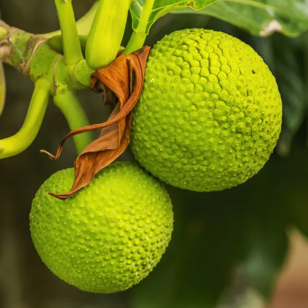 Zelený chlebovník, Moorea, Francouzská Polynésie