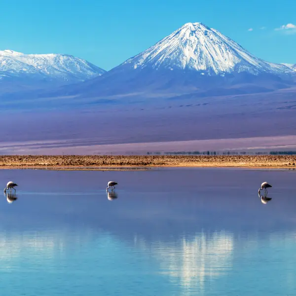 Dokonalý pohled na lagunu Chaxa s plameňáky, Salar de Atacama, Chile
