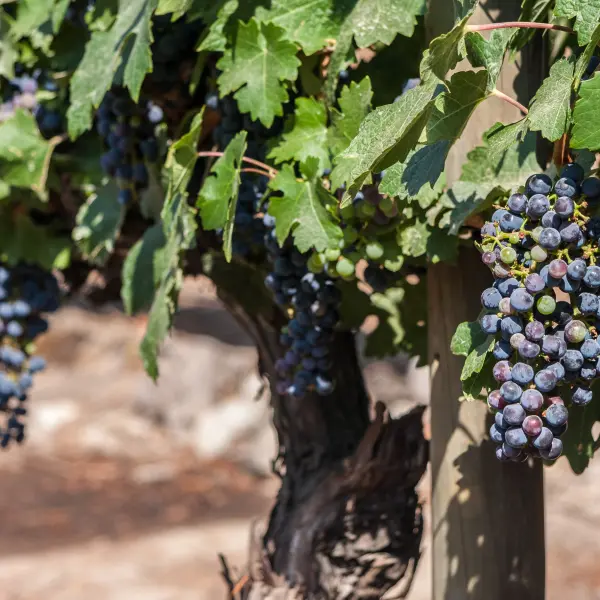Hrozny Cabernetu Sauvignon, Chile