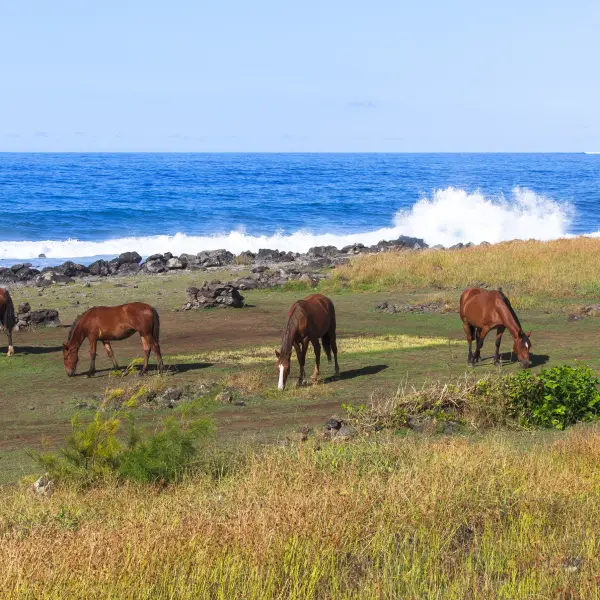 Stádo koní, Velikonoční ostrov