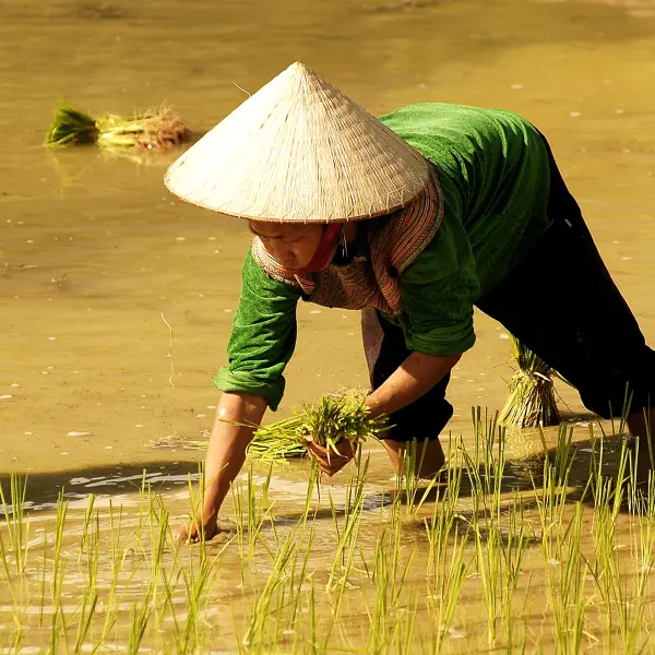 Rolnice při sběru rýže, Sapa, Vietnam
