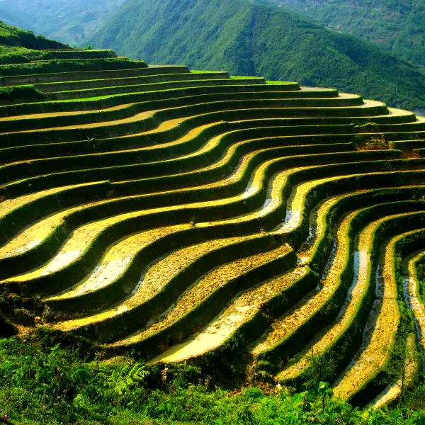 Všudypřítomné rýžové terasy, Sapa, Vietnam