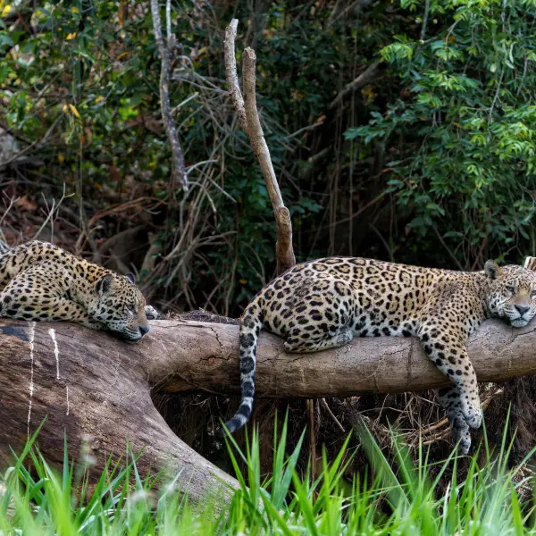 Jaguáři odpočívající na stromech, Pantanal, Brazílie