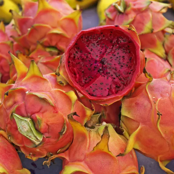 Červená pitahaya - Dračí ovoce, Brazílie