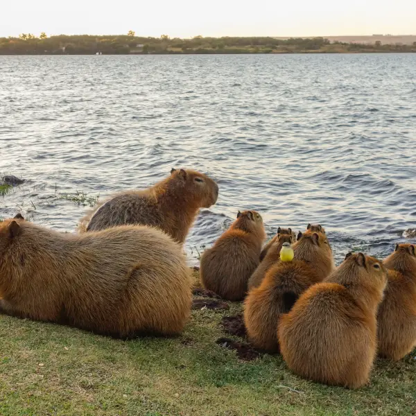 Rodinka Kapybar, jezero Paranoa, Brazílie