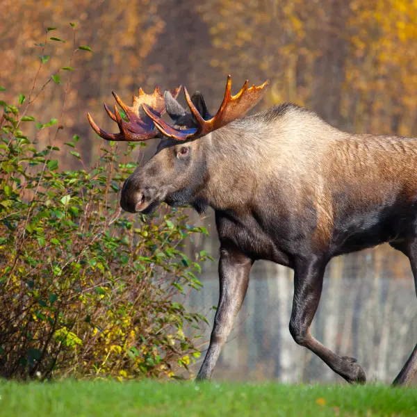 Ikonický los, Aljaška, USA