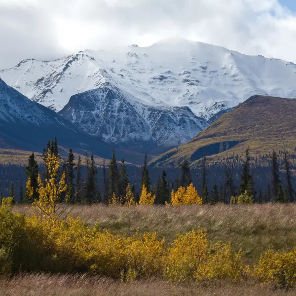 Kluane N.P., Yukon, Aljaška