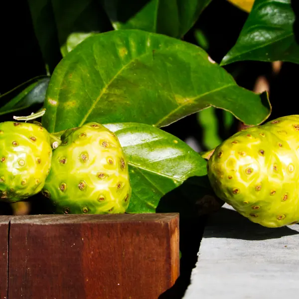 Ovoce Noni, Francouzská Polynésie