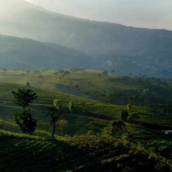 Čajové plantáže, v Kemuningu, Jáva, Indonésie