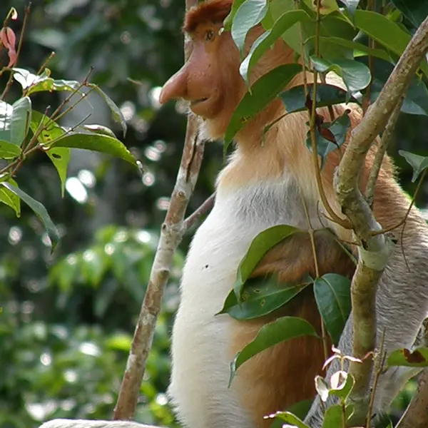 Kahau nosatý, Indonésie