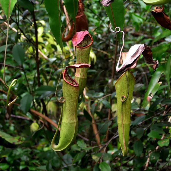 Masožravá rostlina, Indonésie