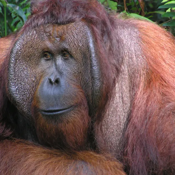 Orangutan, národní park Tanjung Putting, Indonésie
