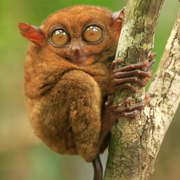 Nártoun filipínský, Filipíny