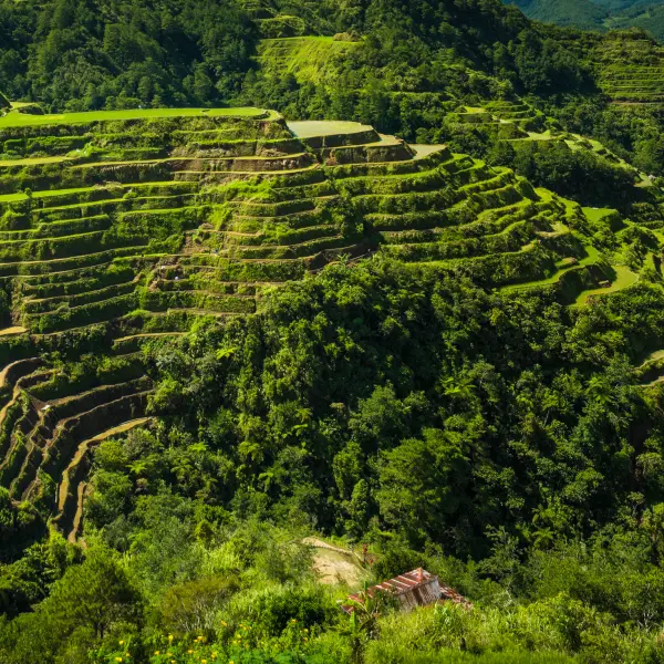 Pohled na rýžové terasy, Banaue, Filipíny