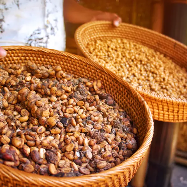 Nejdražší káva světa, Kopi luwak, Bali, Indonésie