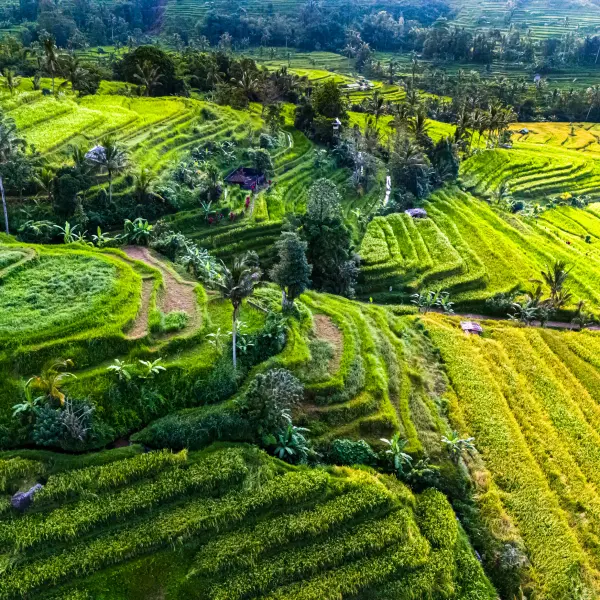 Rýžová pole Jatiluwih, Bali, Indonésie
