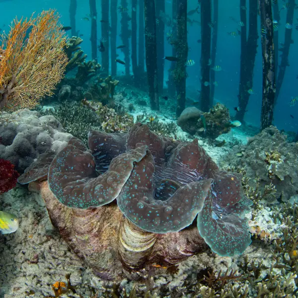 Korál poblíž mola, Raja Ampat, Indonésie