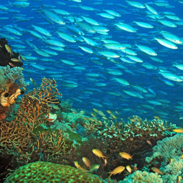 Korálový útes, Raja Ampat, Indonésie