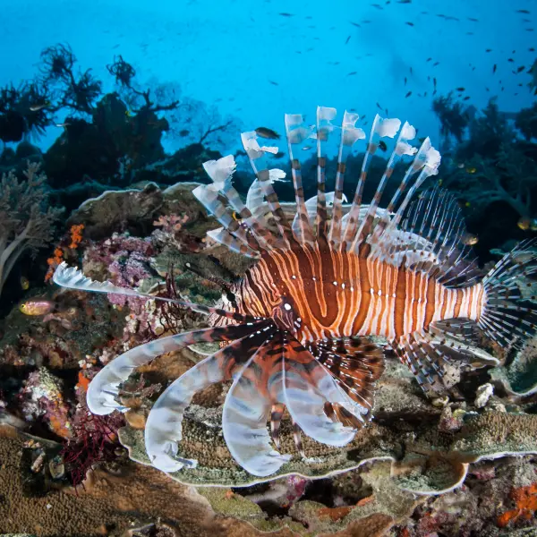 Perutýn a korály, Raja Ampat, Indonésie