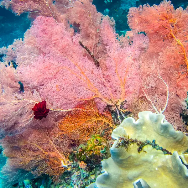 Růžově zbarvený korál, Raja Ampat, Indonésie