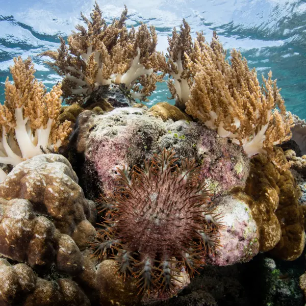 Trnová koruna, Raja Ampat, Indonésie