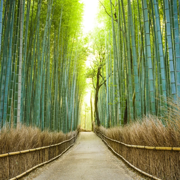 Bambusový les, Kjóto, Japonsko