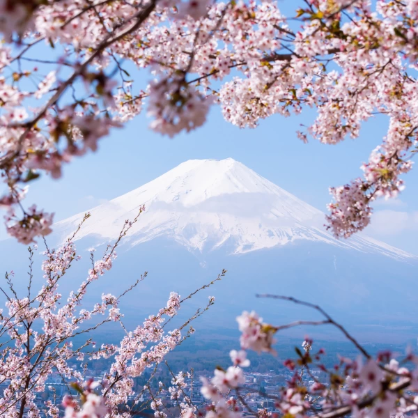 Hora Fuji a rozkvetlé sakury, Japonsko