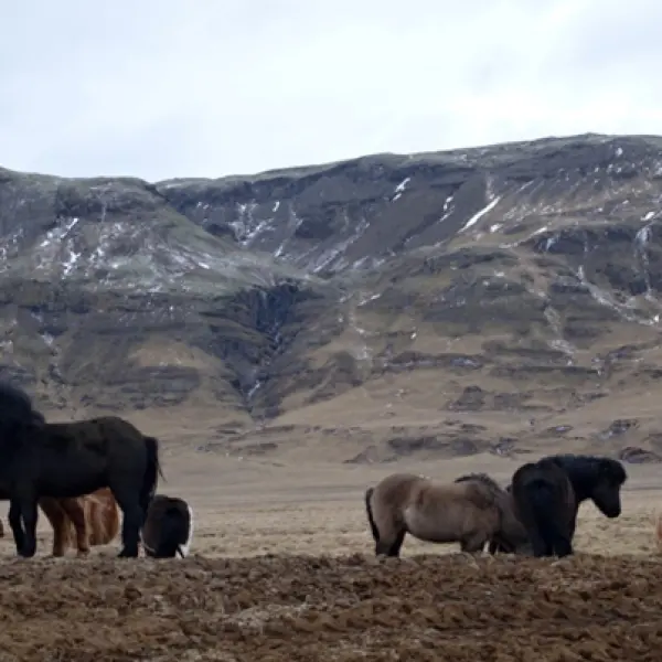 Islandští koně, Island