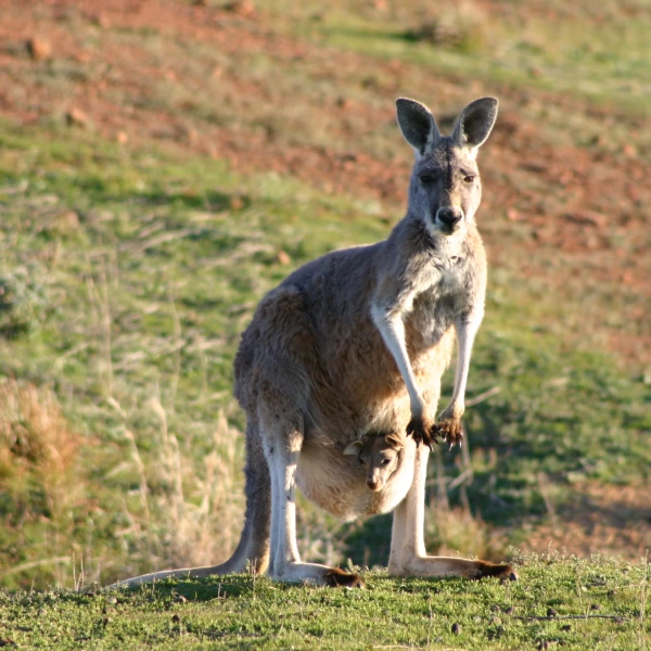 Klokan s mládětem, Austrálie
