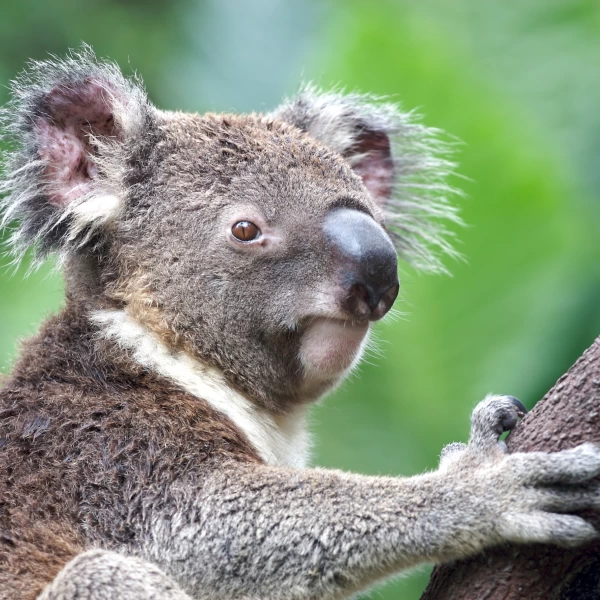 Nejznámější zvířatko Austrálie - Koala, Austrálie