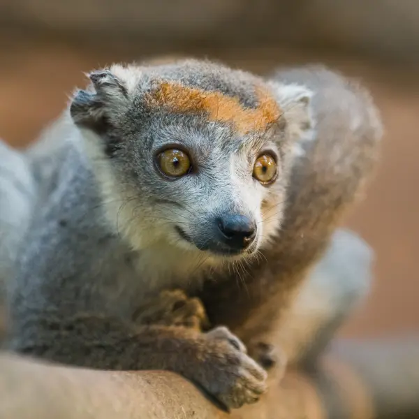 Endemit ostrova Madagaskar - Lemur, Madagaskar